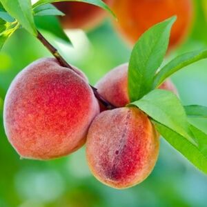 I'm here about purses and totes.